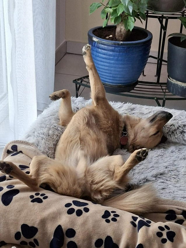 Pufy